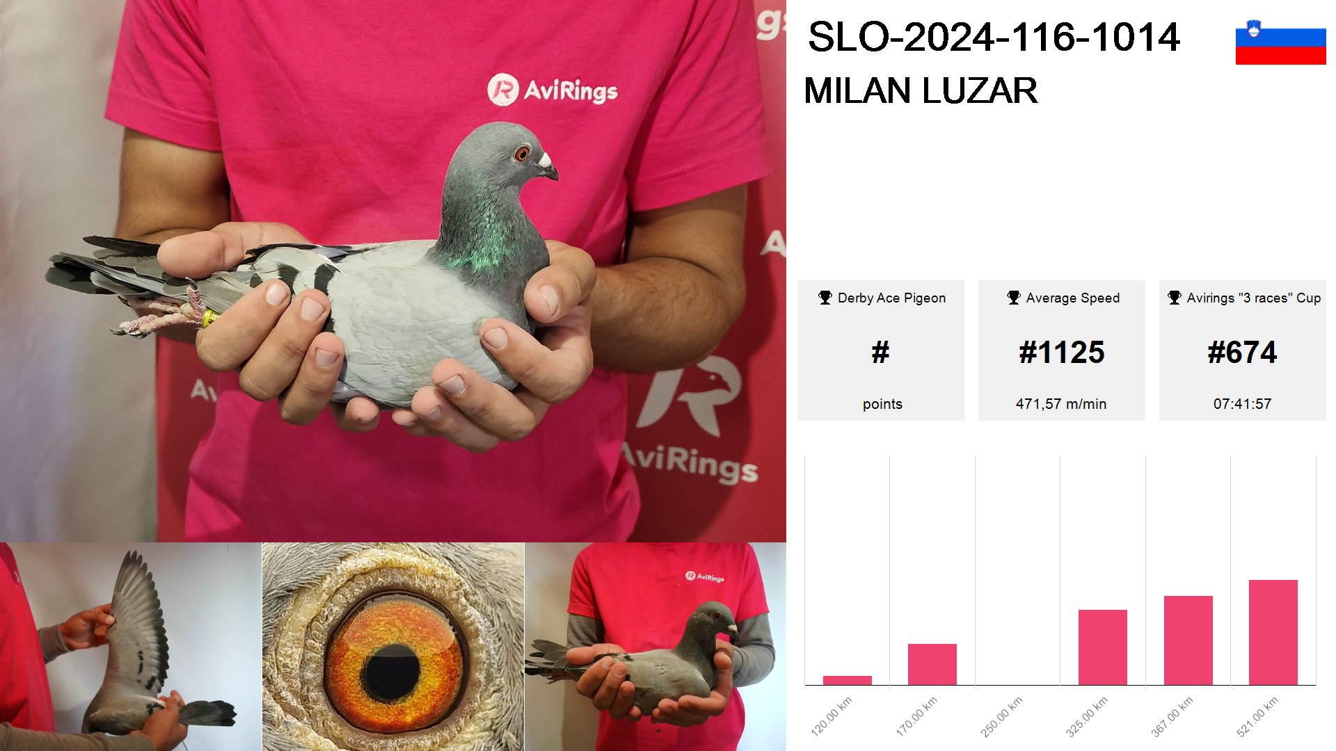 Pigeon summary image