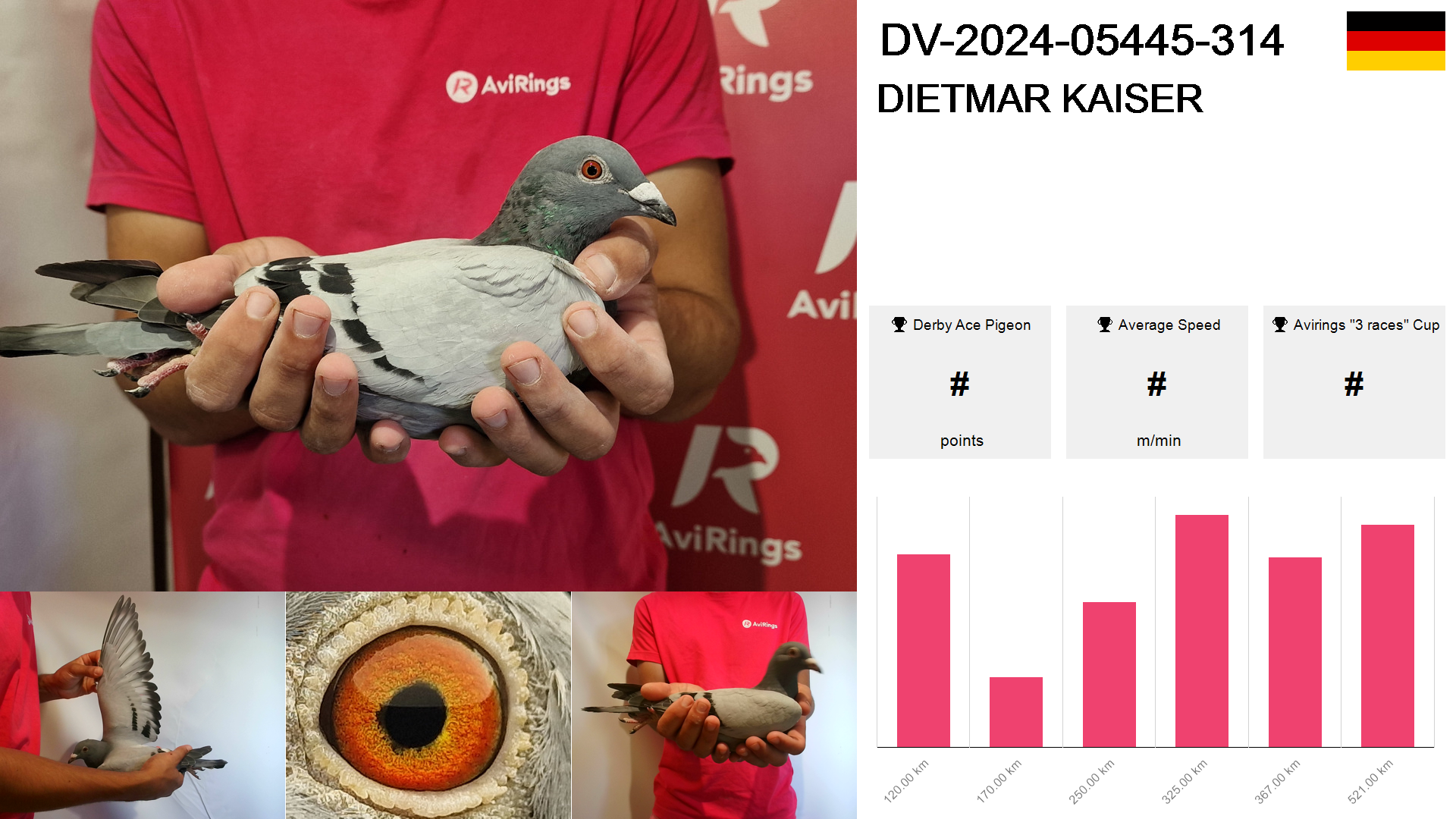 Pigeon summary image