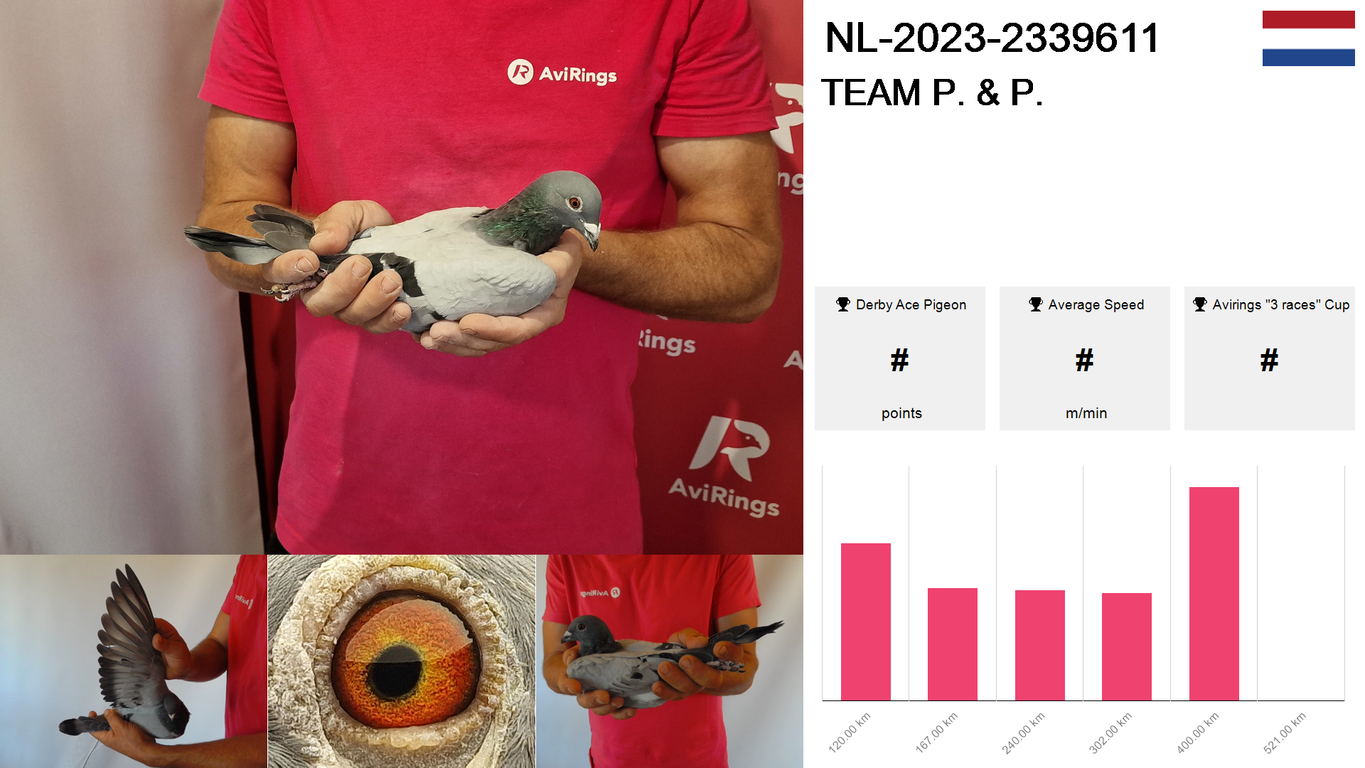 Pigeon summary image