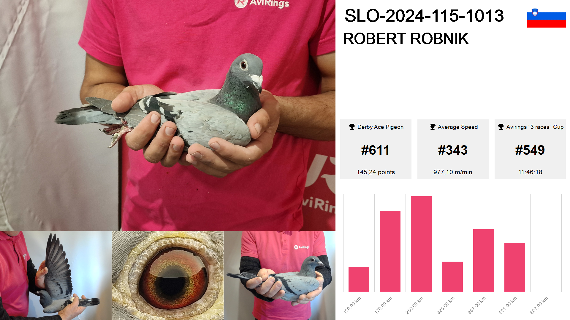 Pigeon summary image