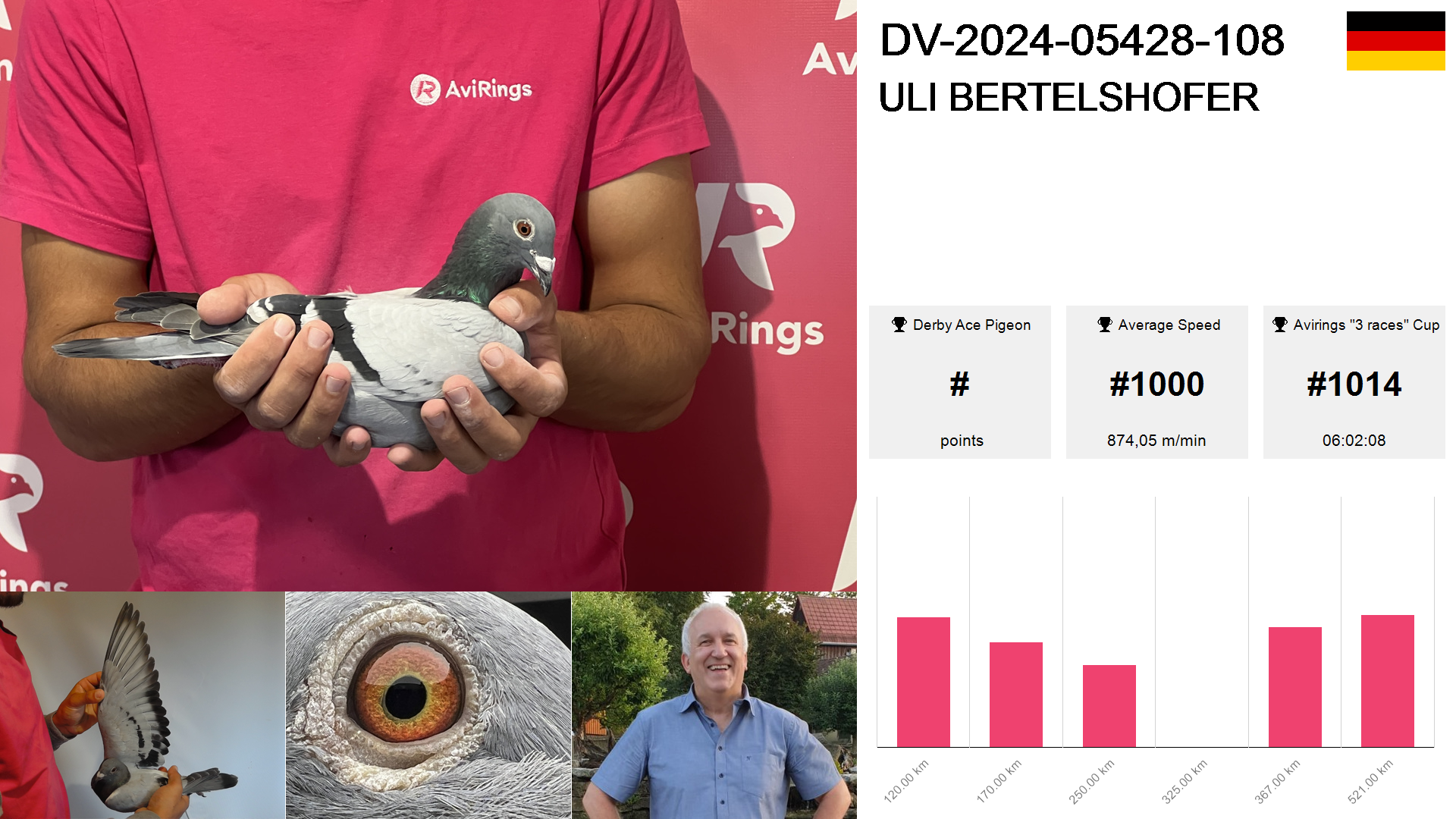 Pigeon summary image