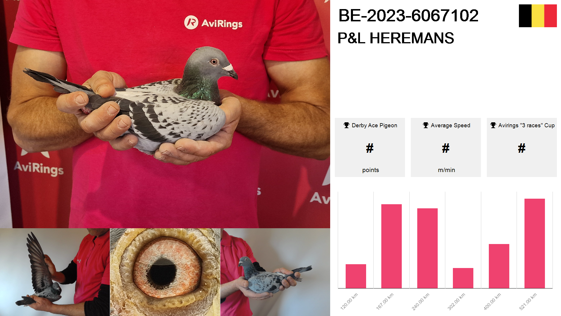 Pigeon summary image