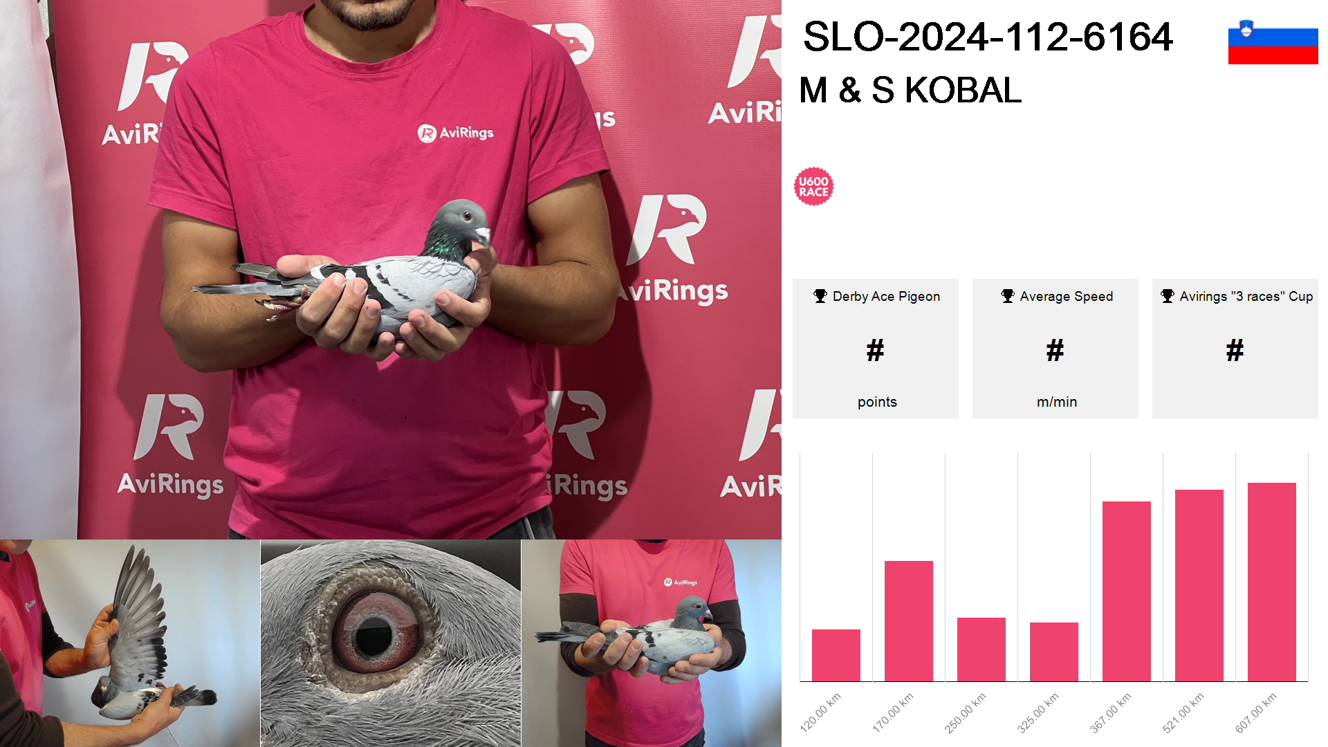 Pigeon summary image