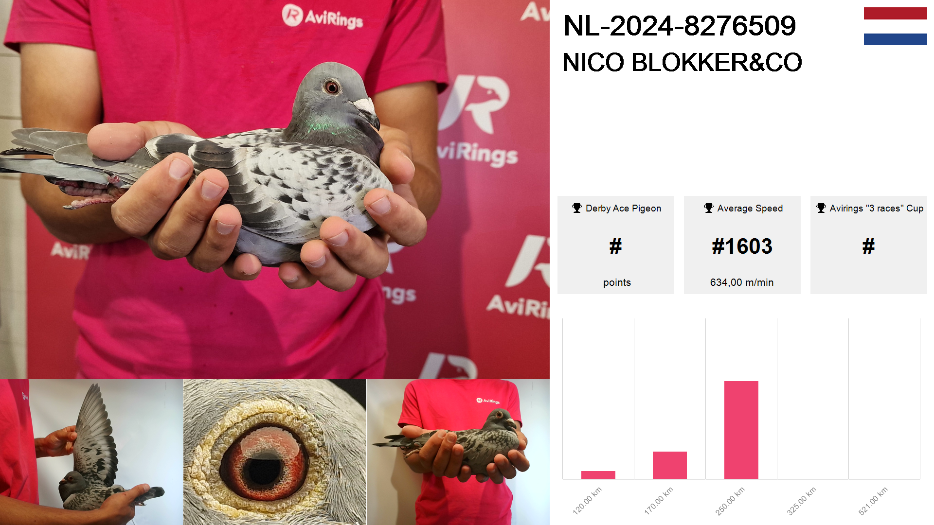 Pigeon summary image