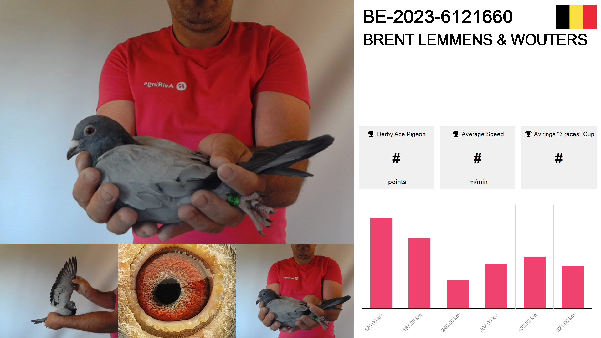 Pigeon summary image