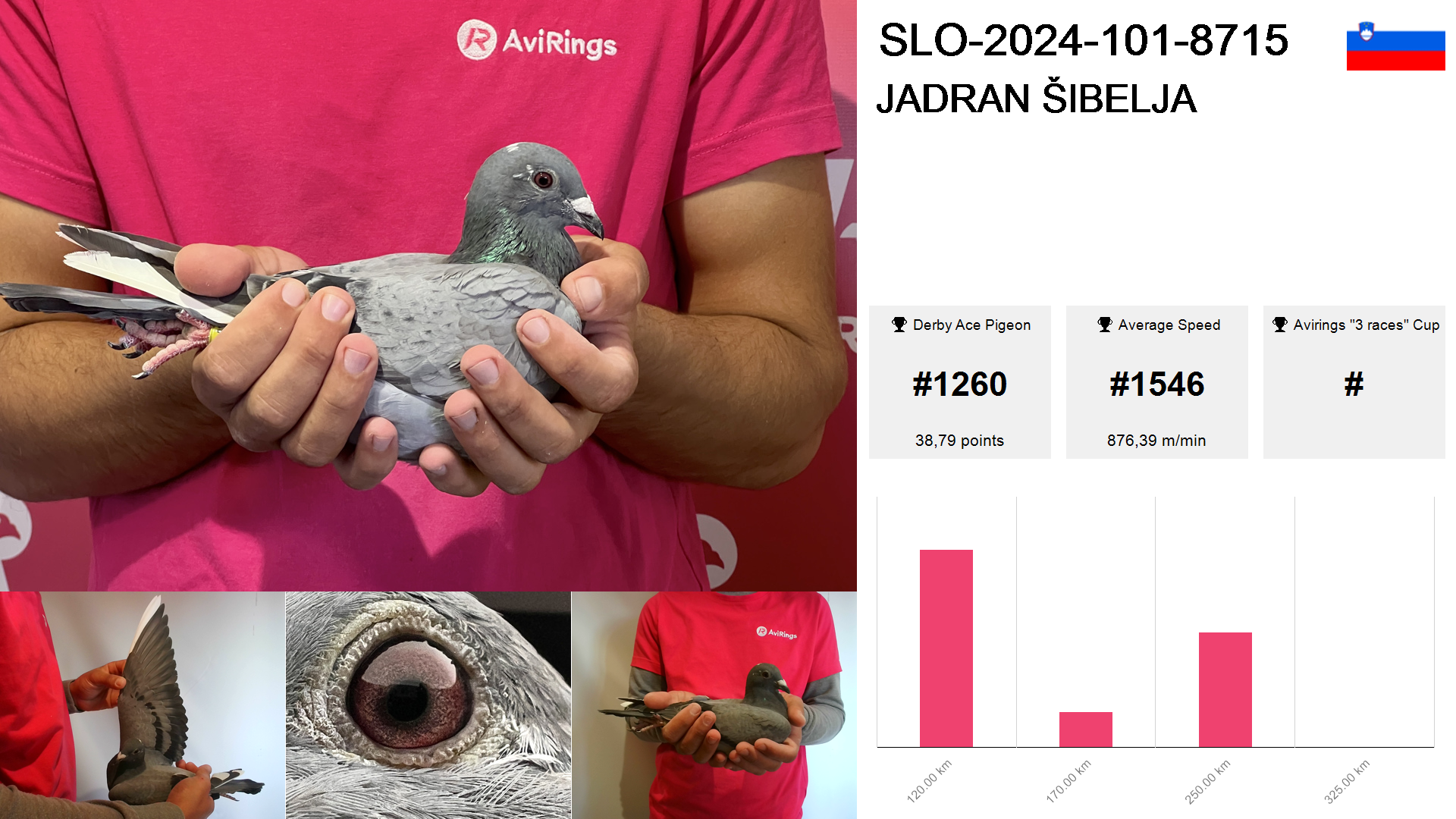 Pigeon summary image