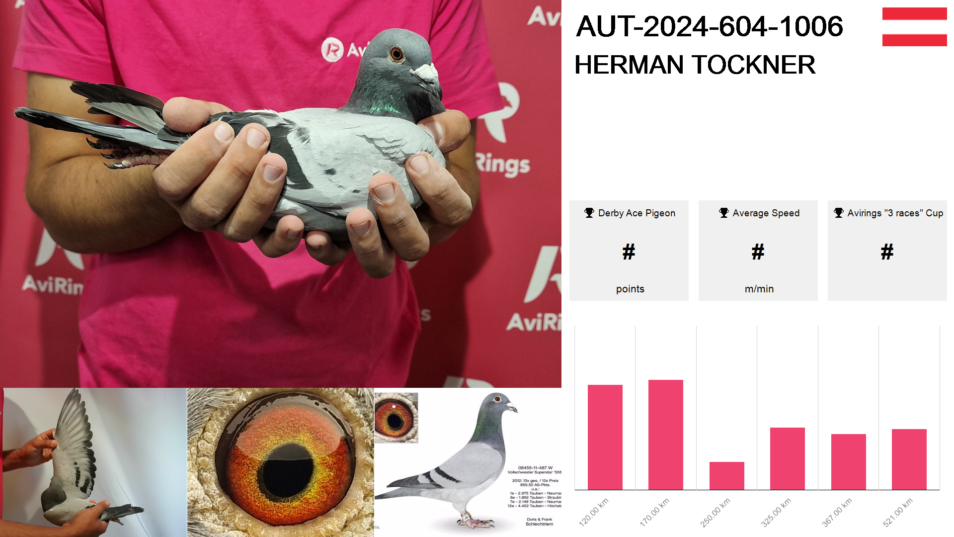 Pigeon summary image