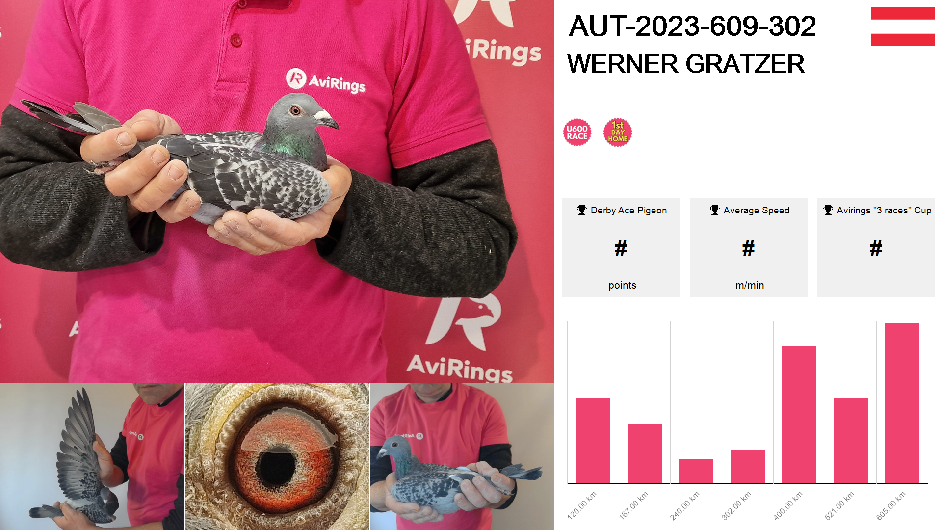 Pigeon summary image