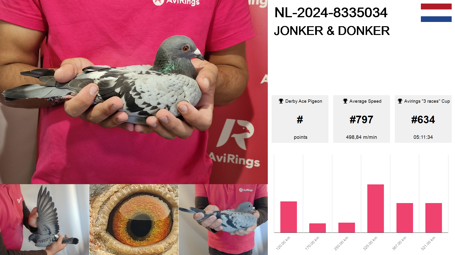 Pigeon summary image