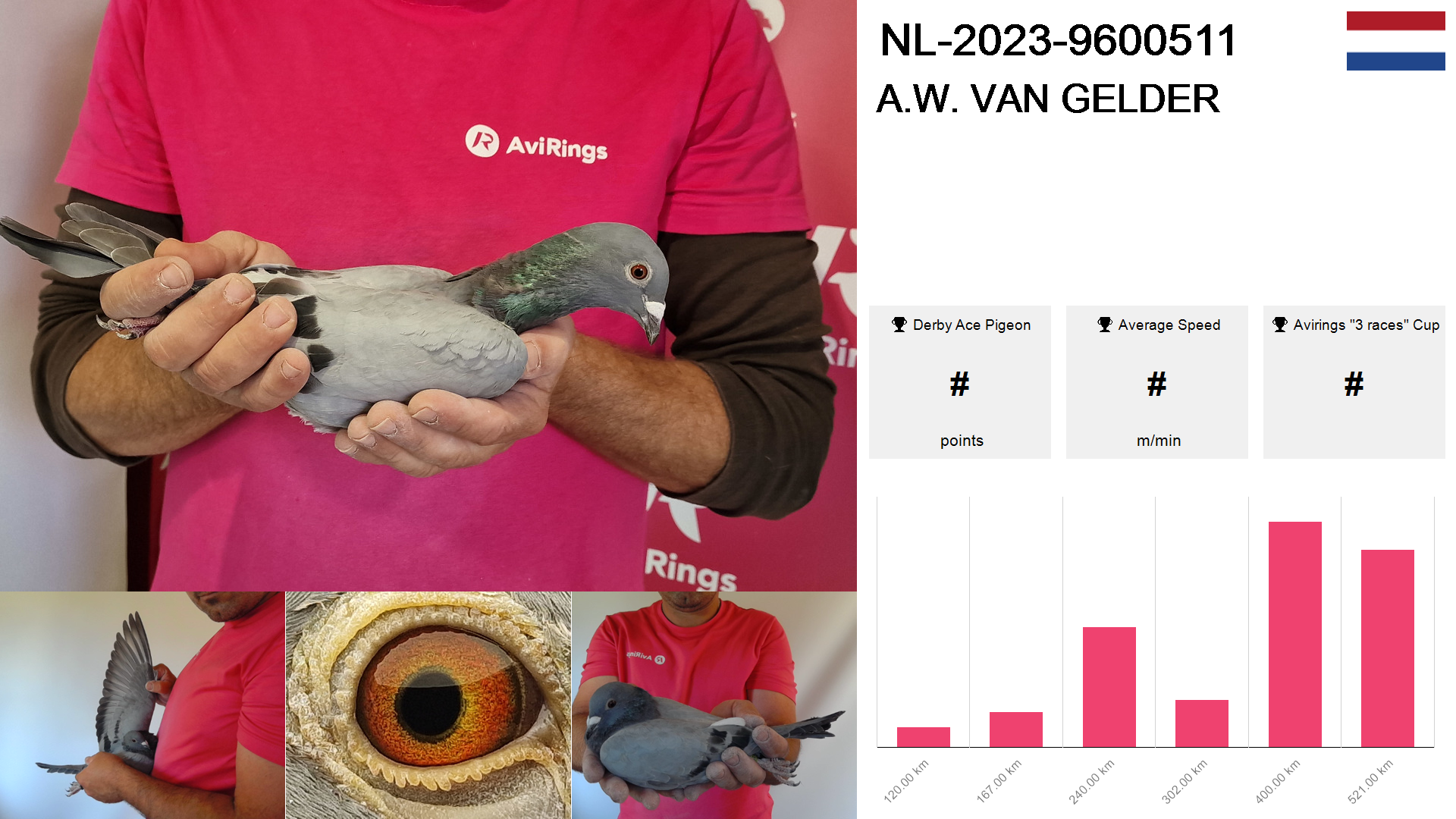 Pigeon summary image