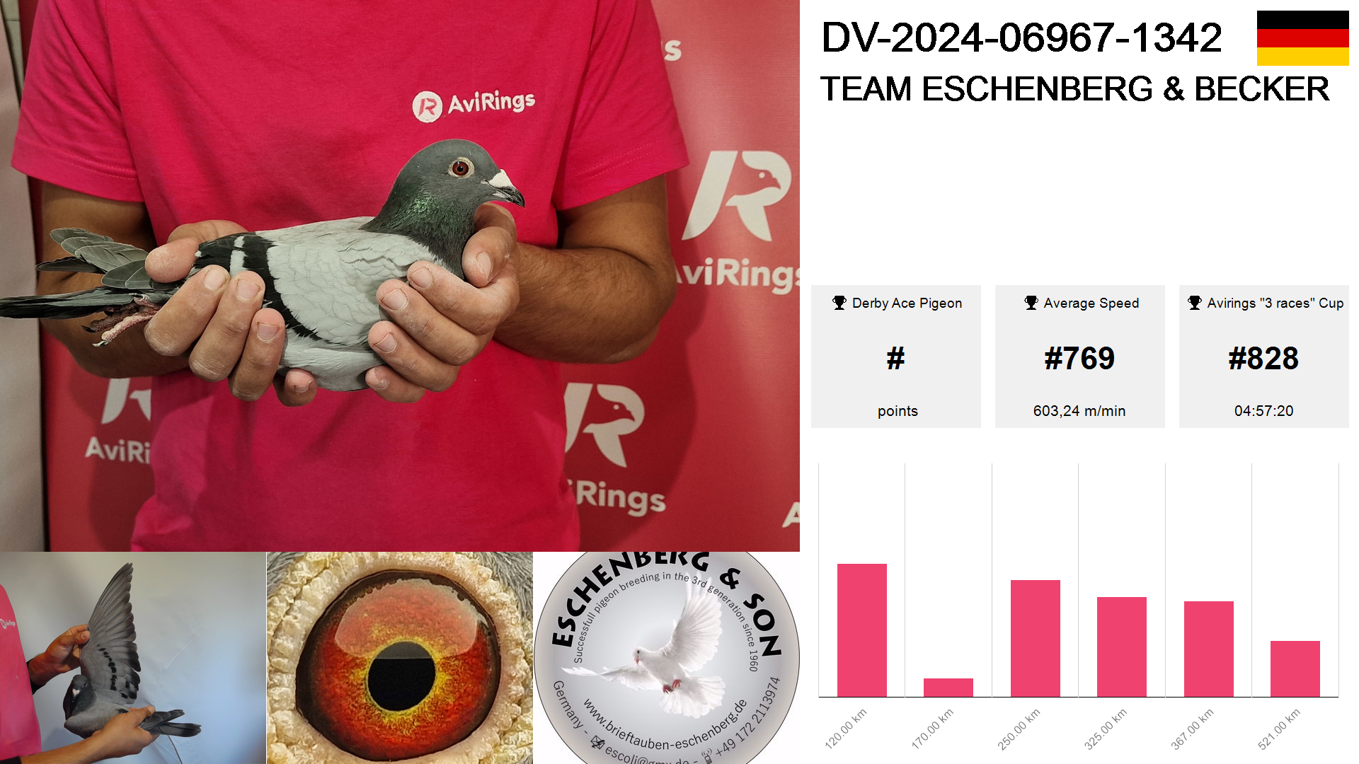 Pigeon summary image