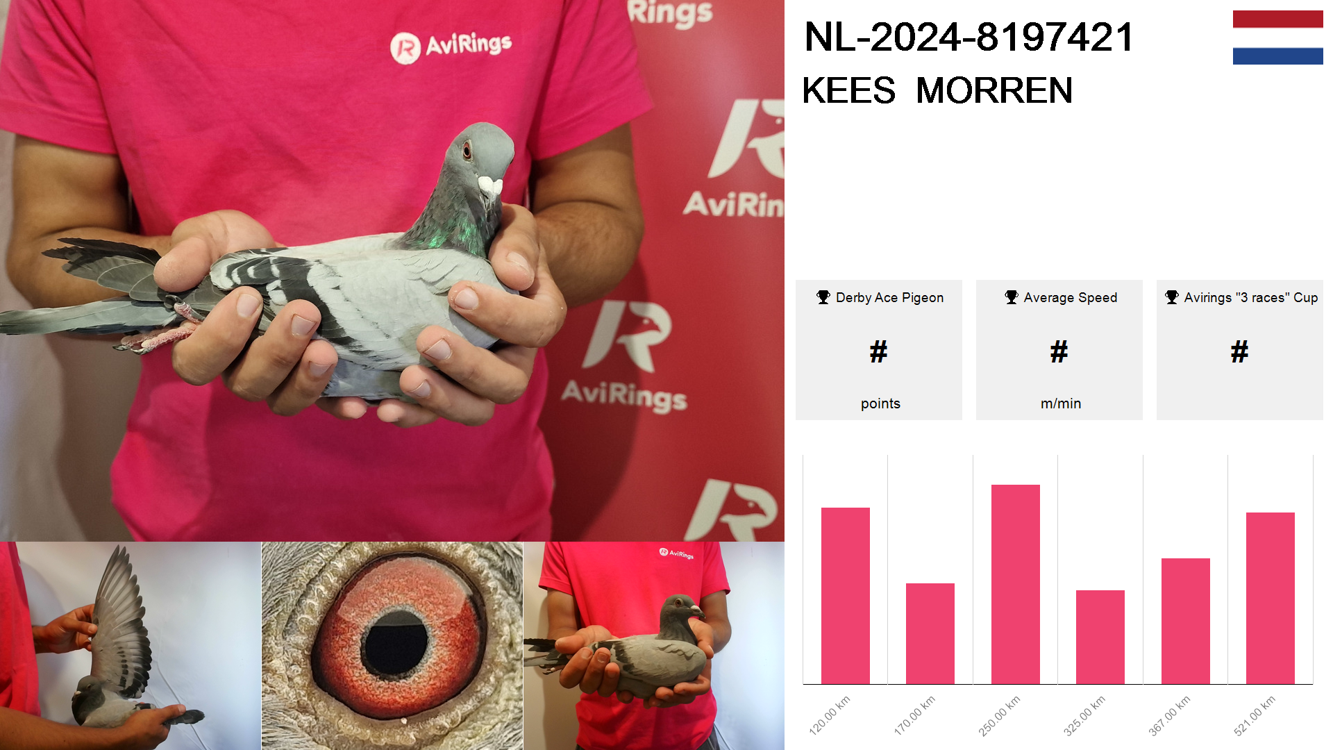 Pigeon summary image