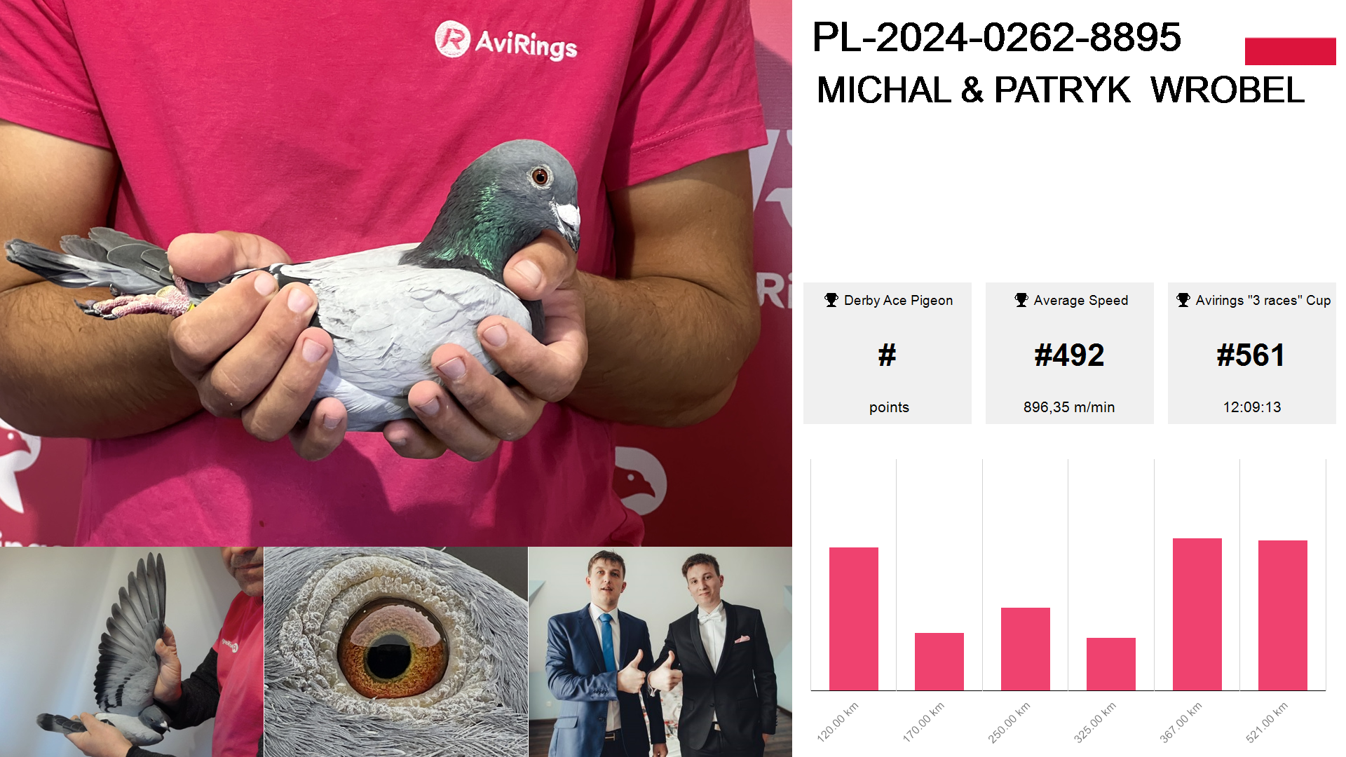 Pigeon summary image