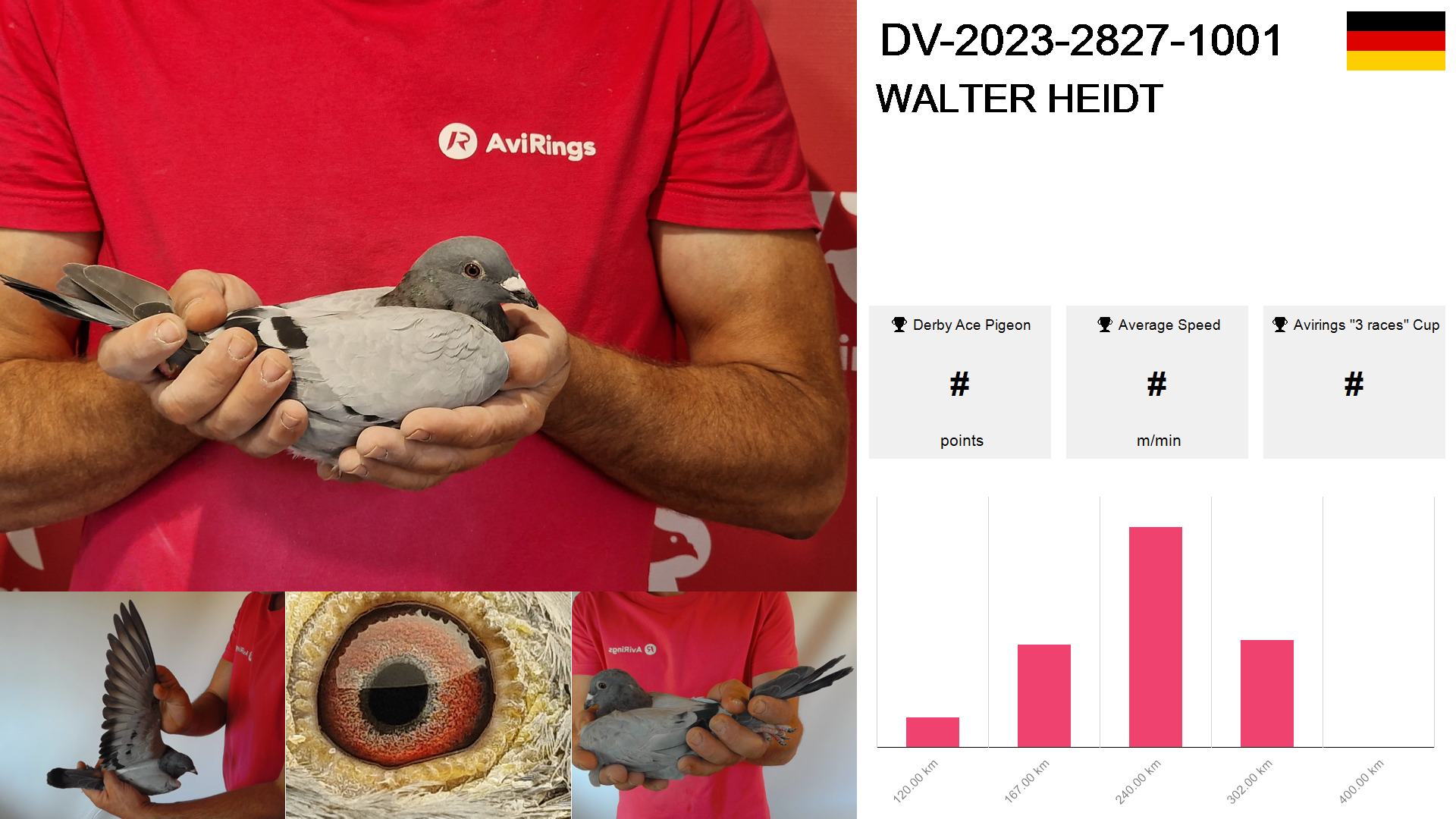 Pigeon summary image