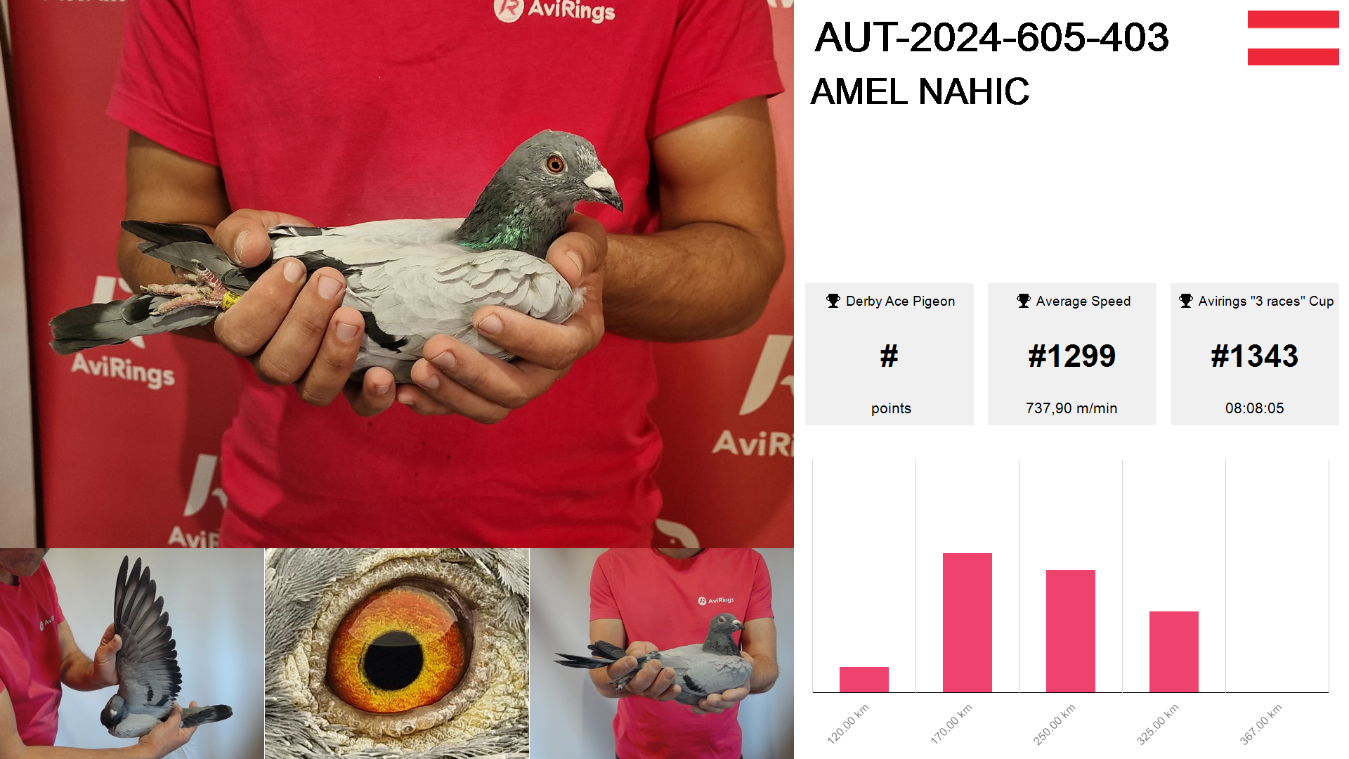 Pigeon summary image