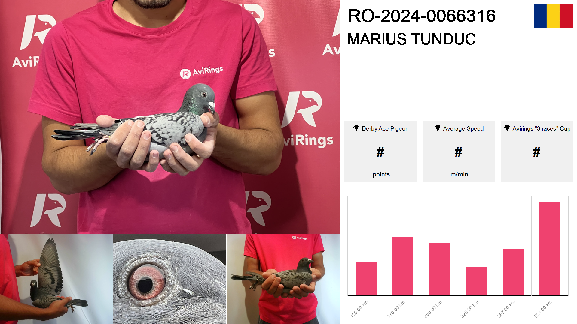 Pigeon summary image