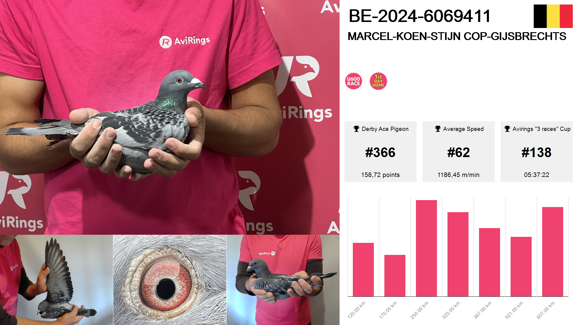 Pigeon summary image