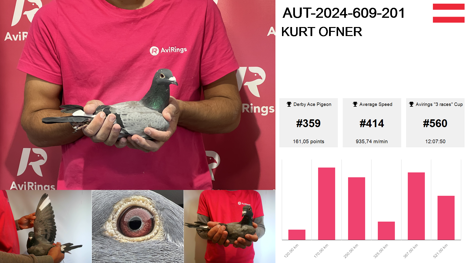 Pigeon summary image