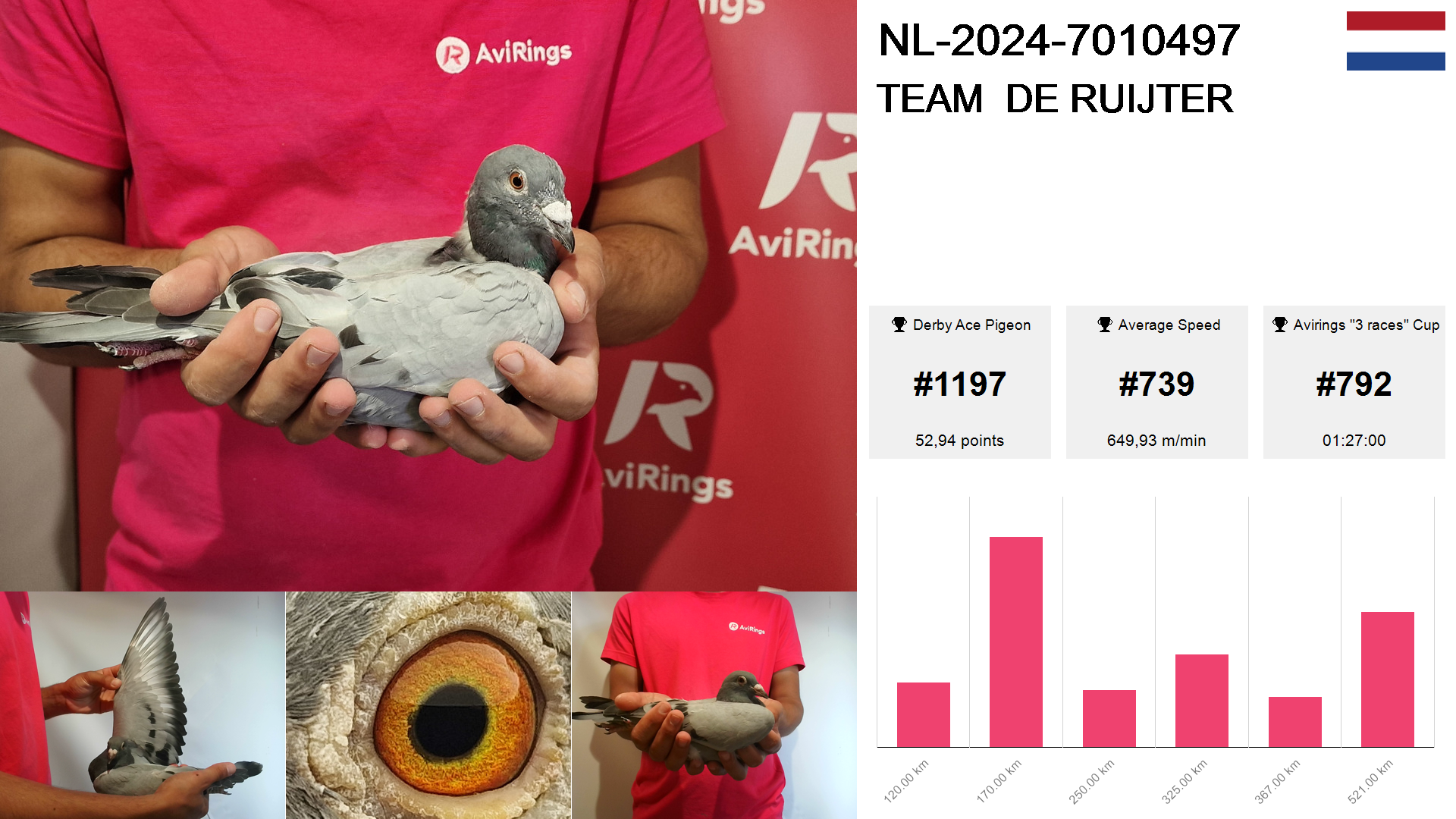 Pigeon summary image