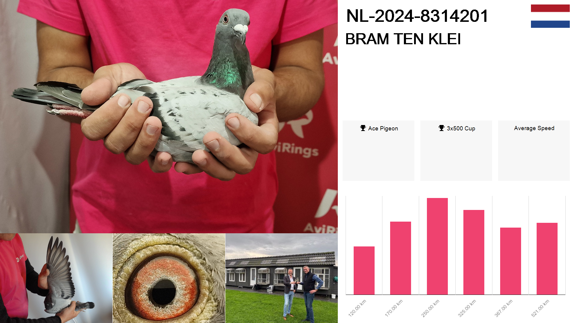 Pigeon summary image