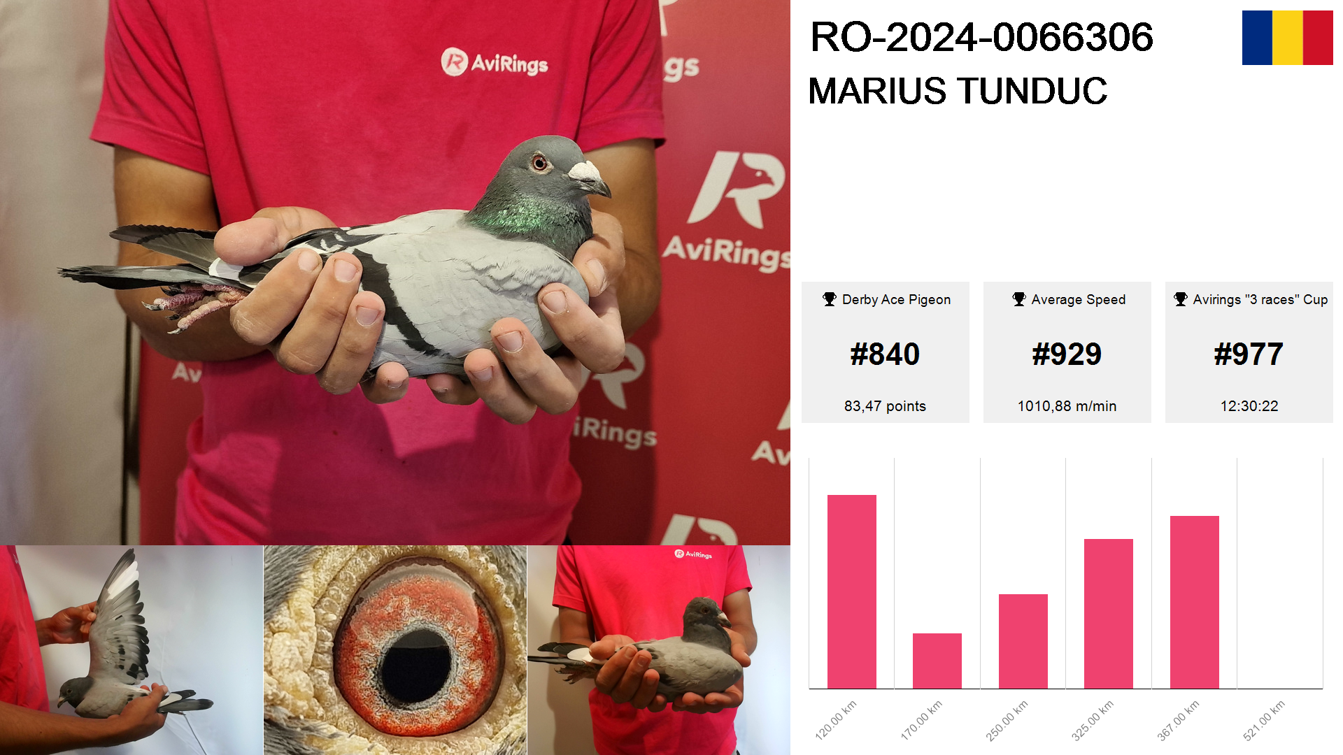 Pigeon summary image