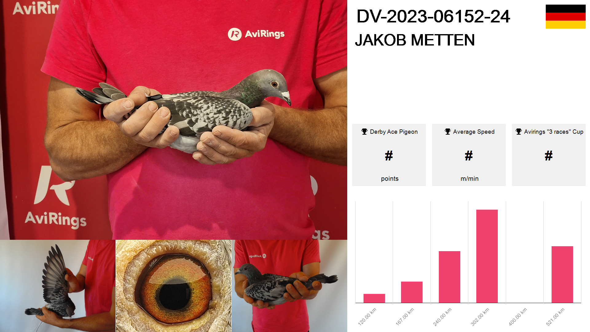 Pigeon summary image