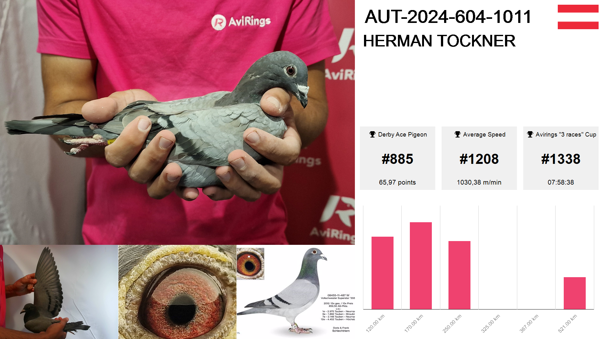 Pigeon summary image