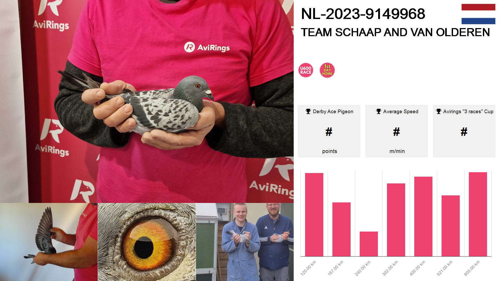 Pigeon summary image