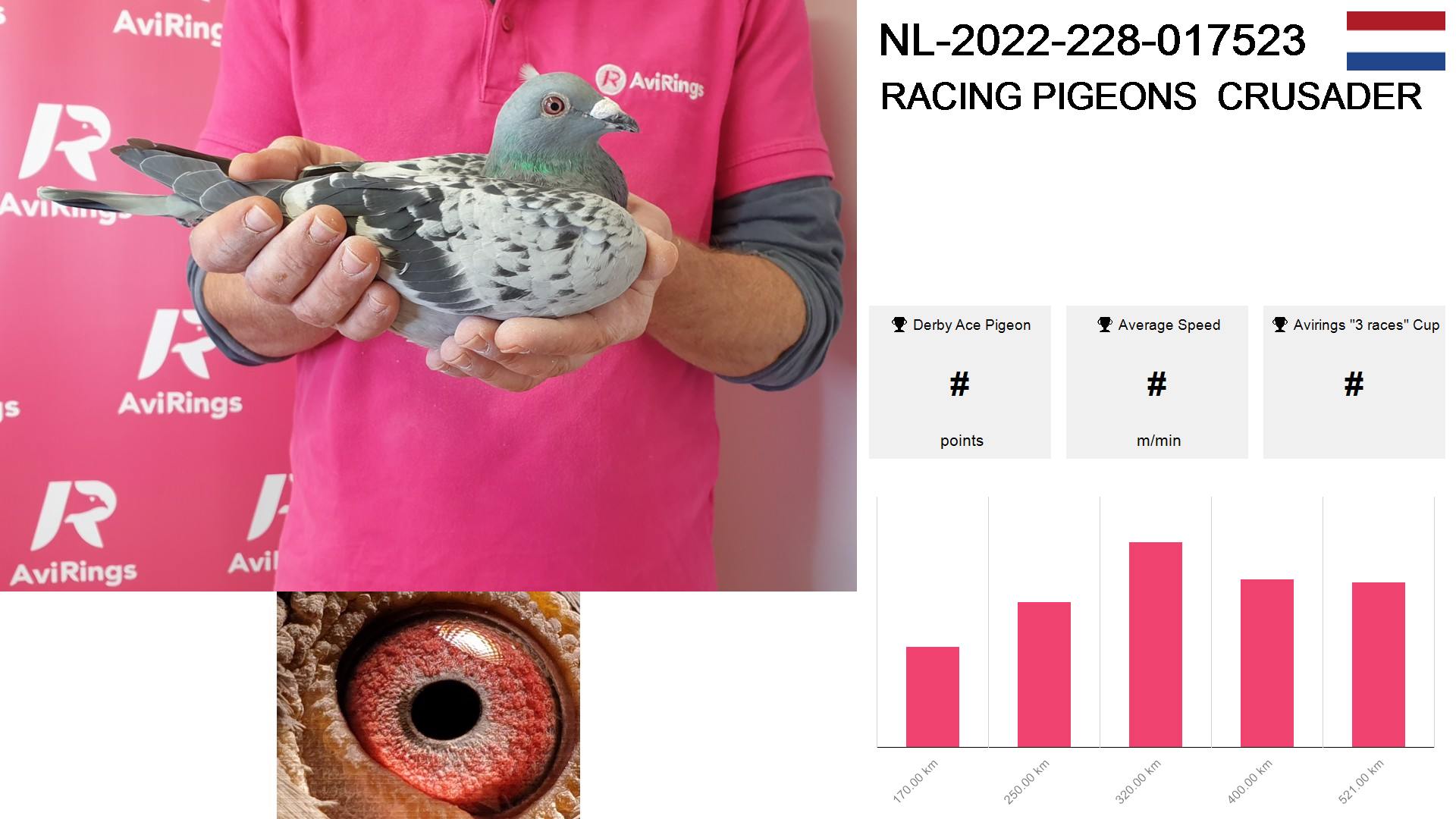 Pigeon summary image