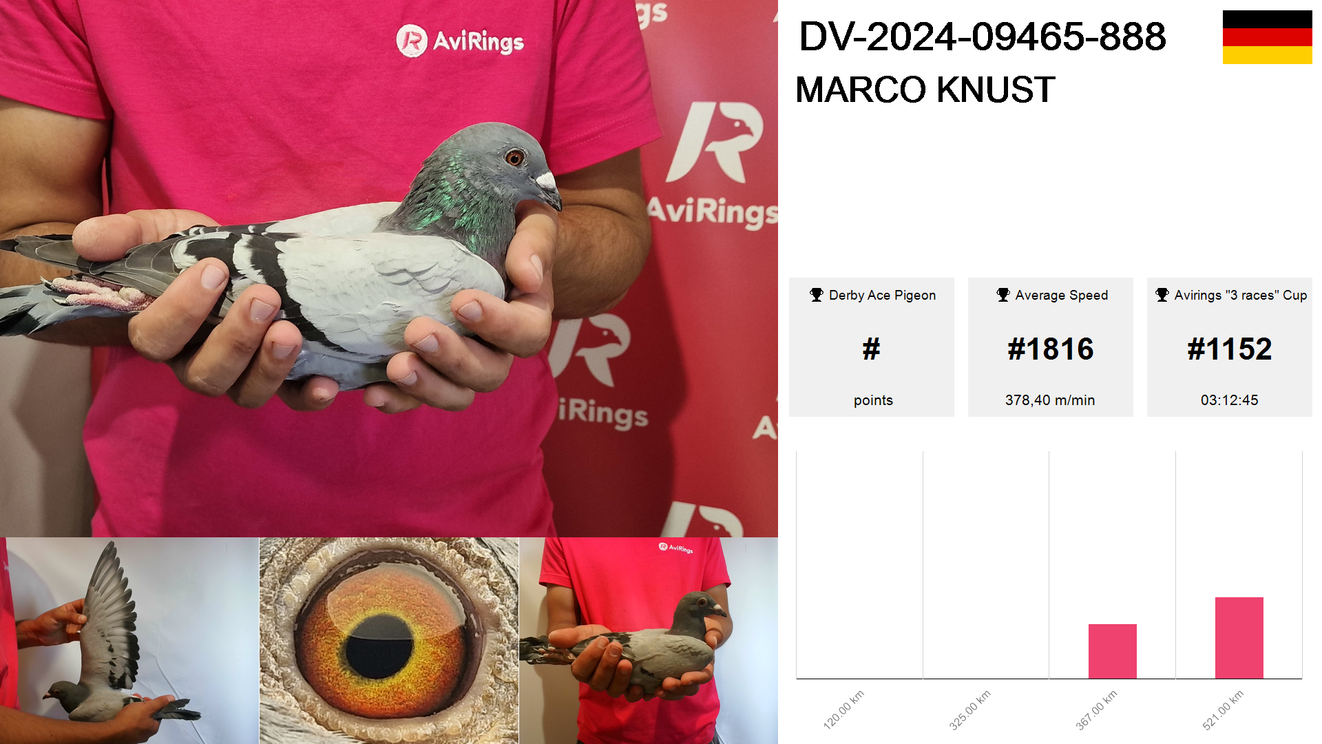 Pigeon summary image