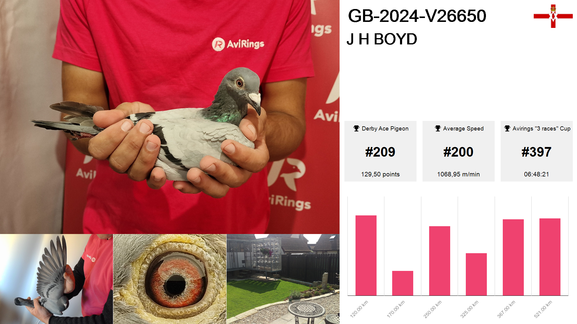 Pigeon summary image