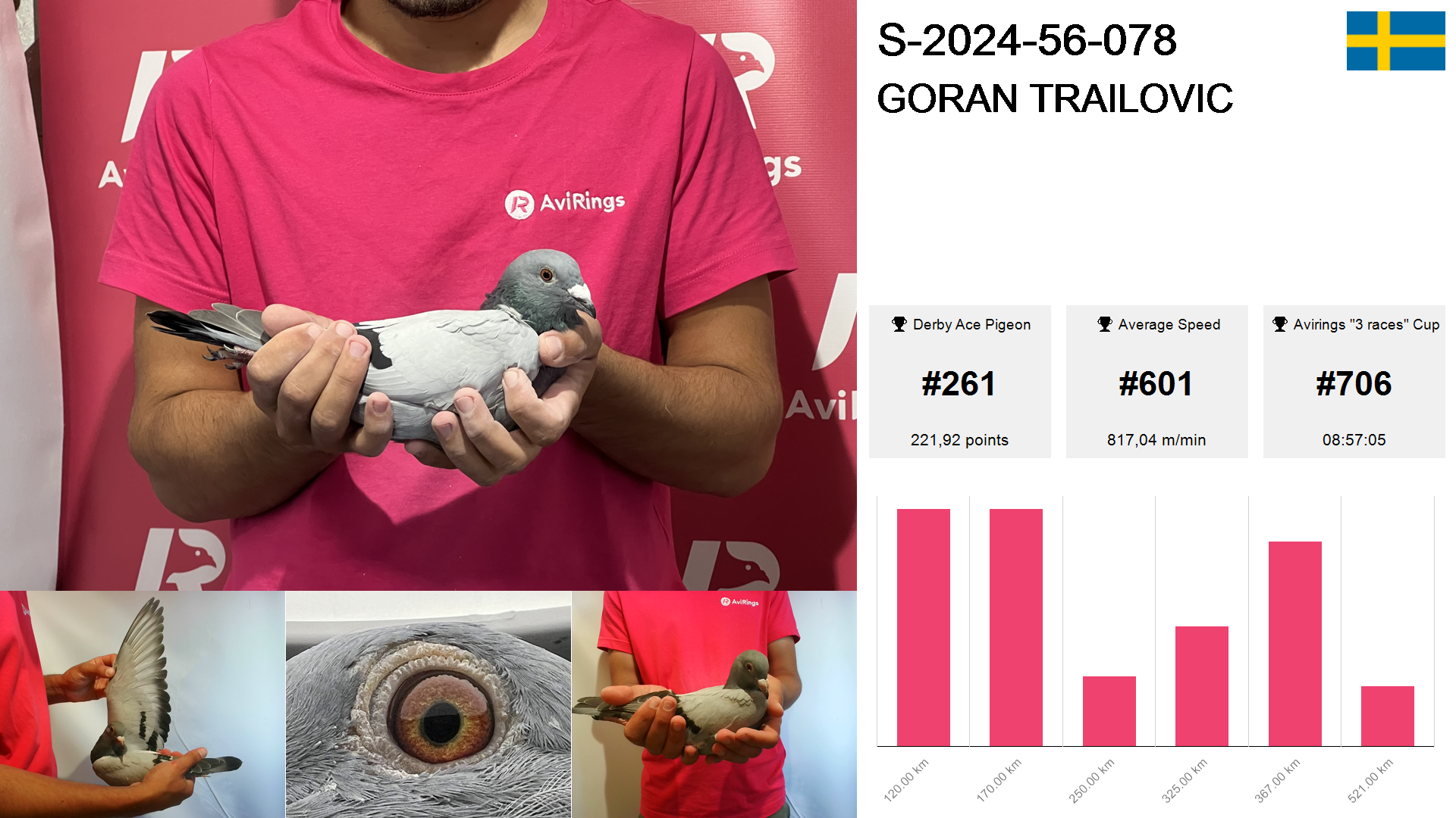 Pigeon summary image