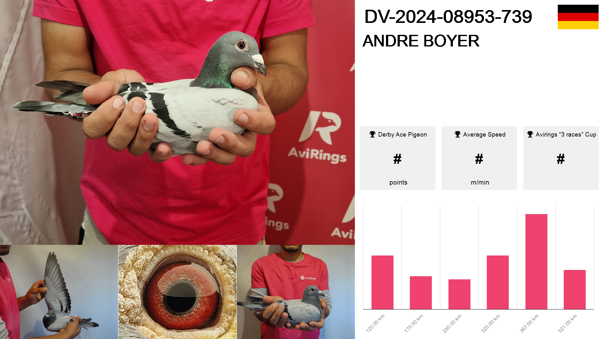 Pigeon summary image