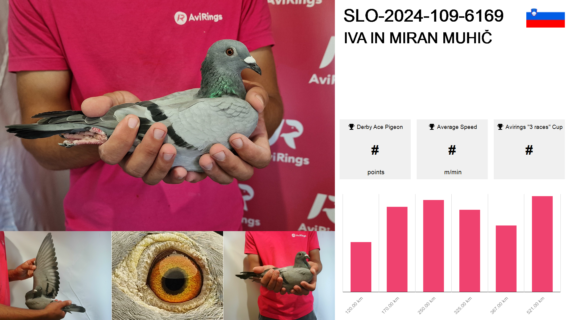 Pigeon summary image