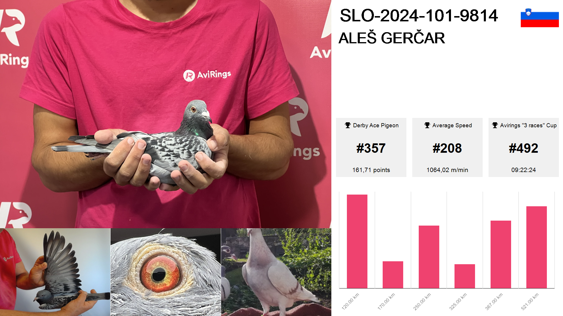 Pigeon summary image