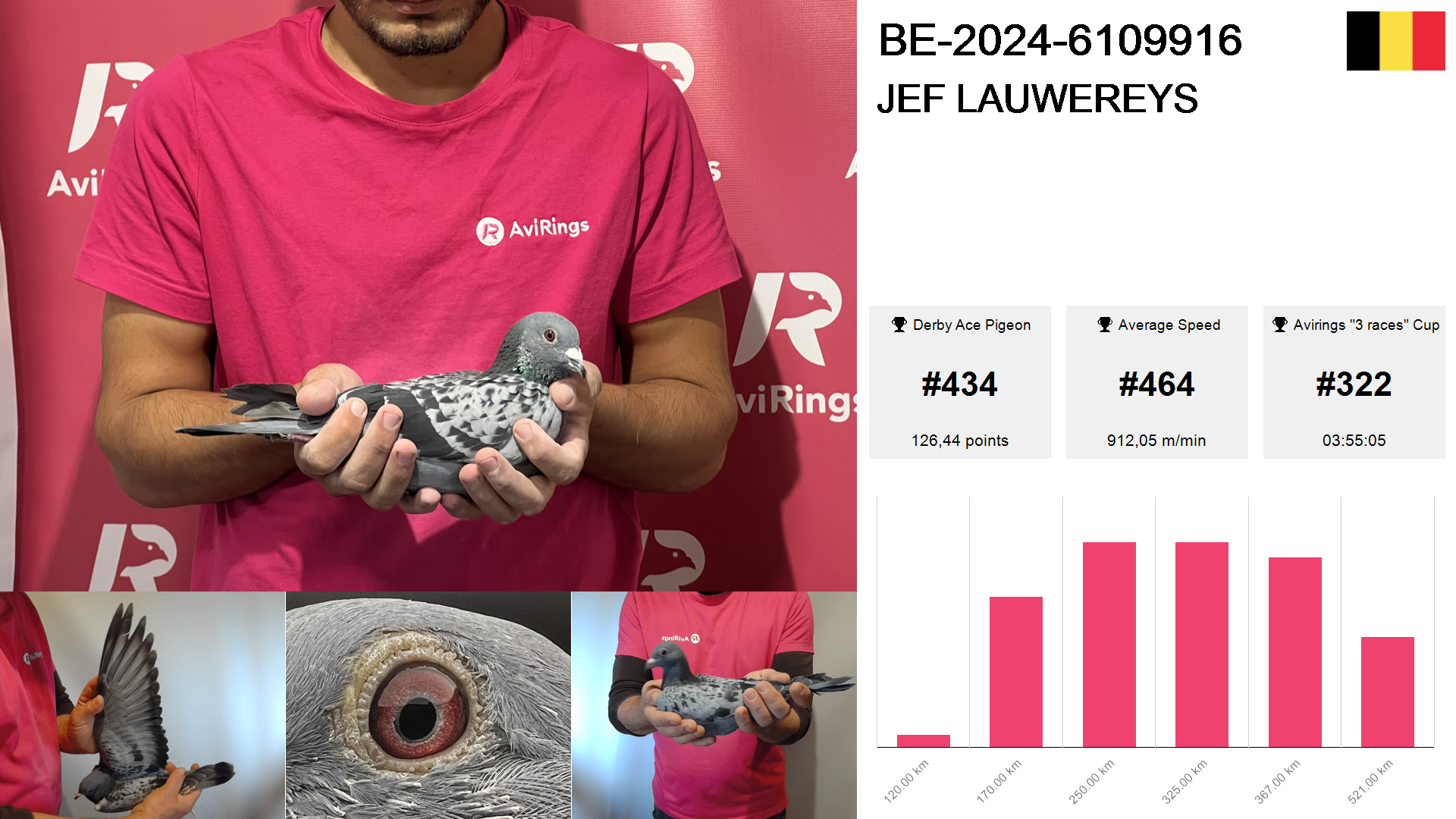 Pigeon summary image