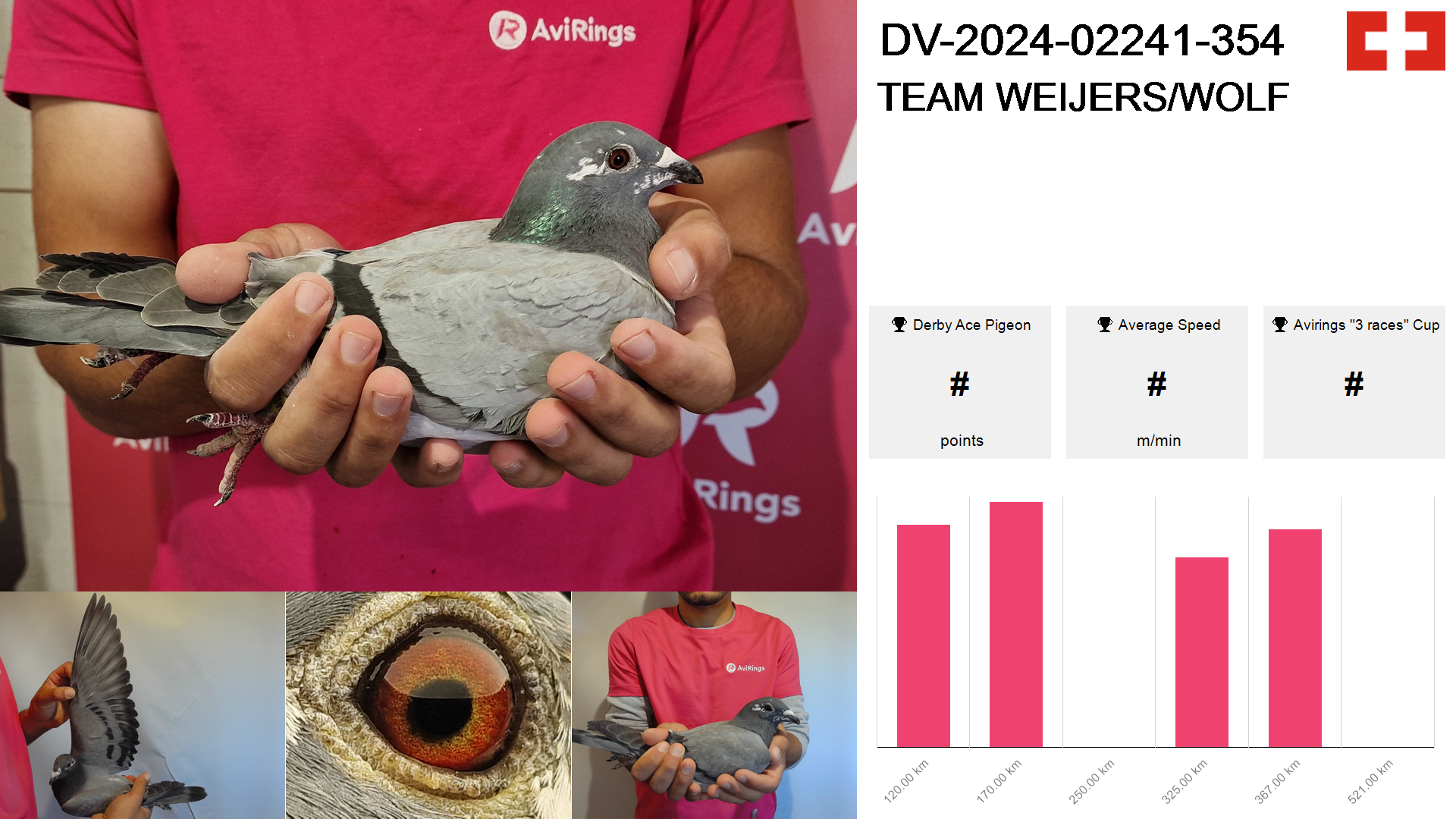 Pigeon summary image