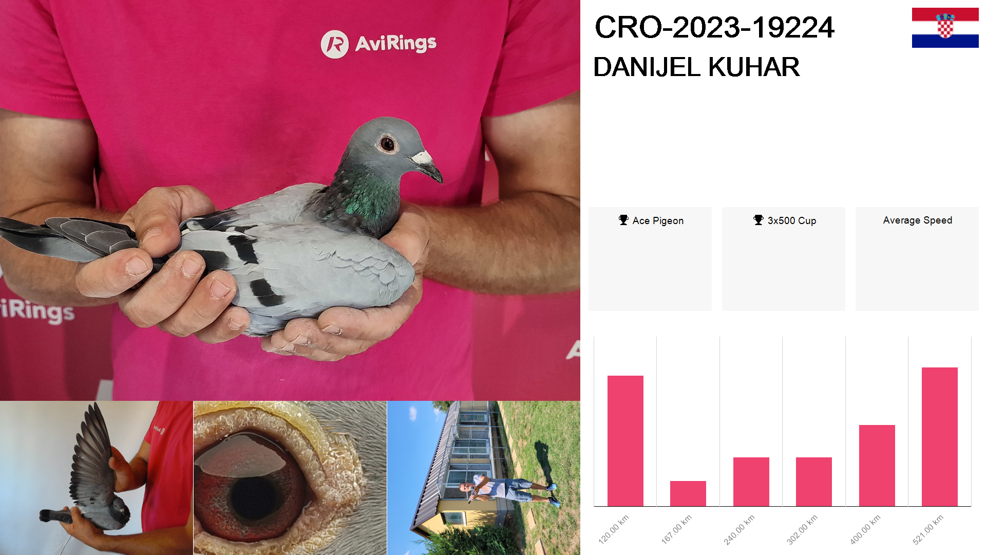 Pigeon summary image