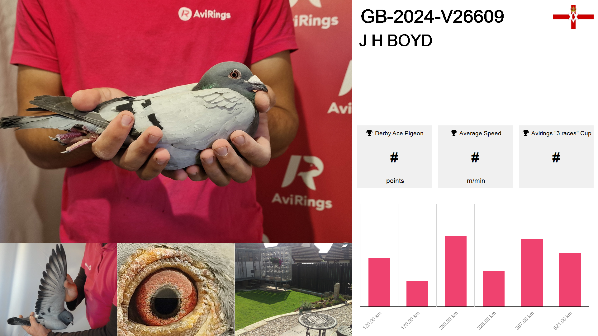 Pigeon summary image