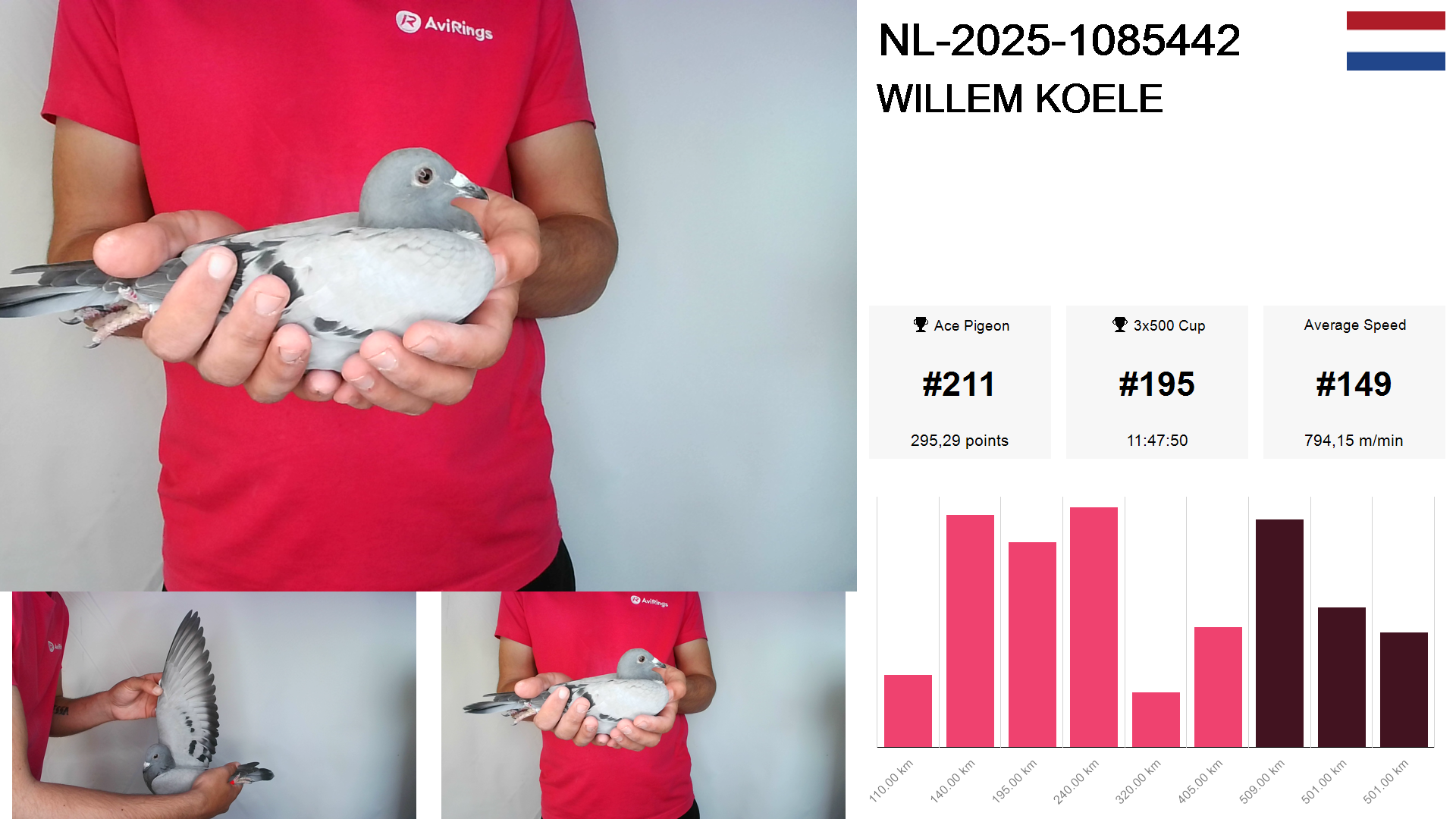 Pigeon summary image