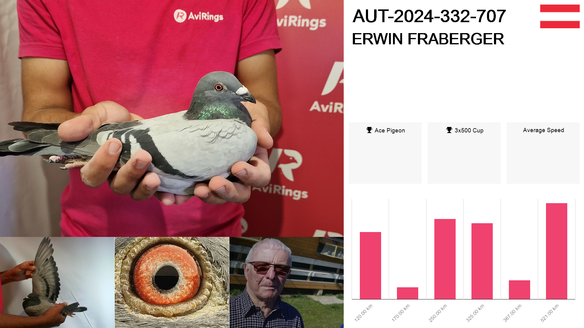 Pigeon summary image