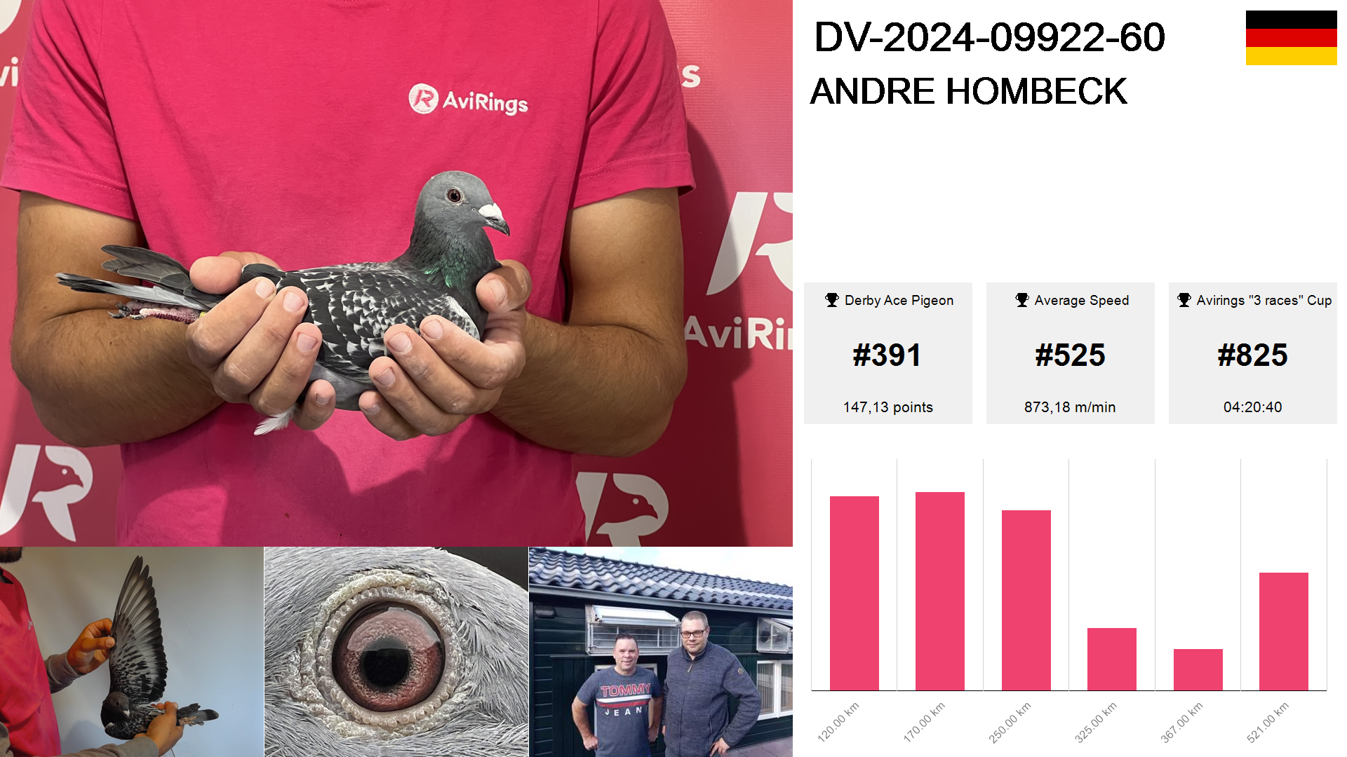 Pigeon summary image