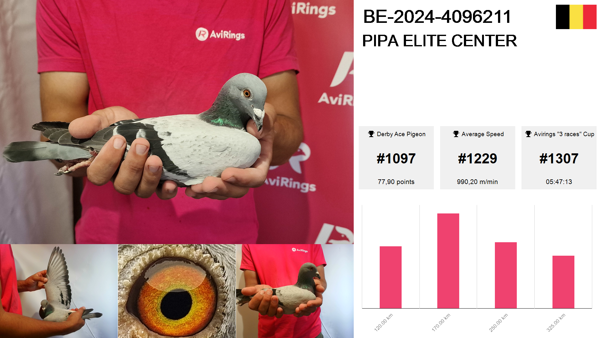 Pigeon summary image