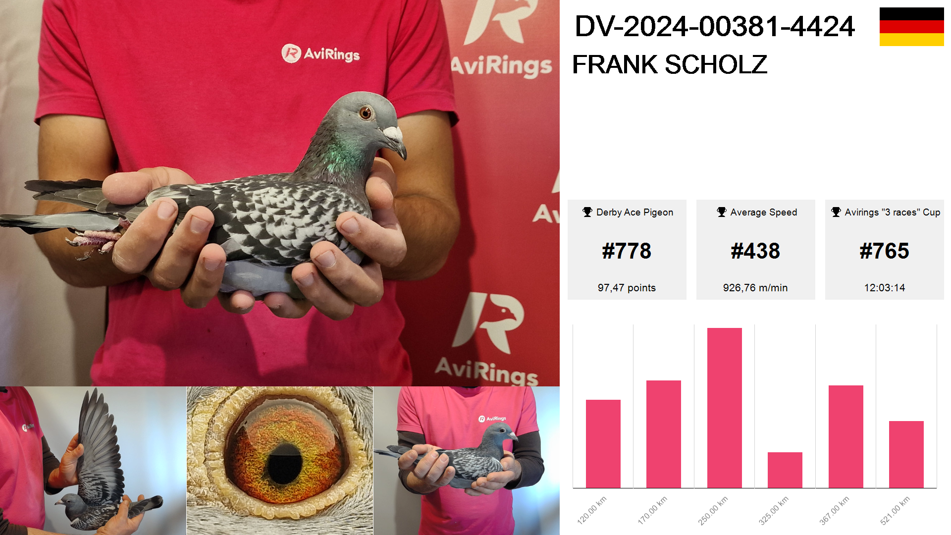 Pigeon summary image