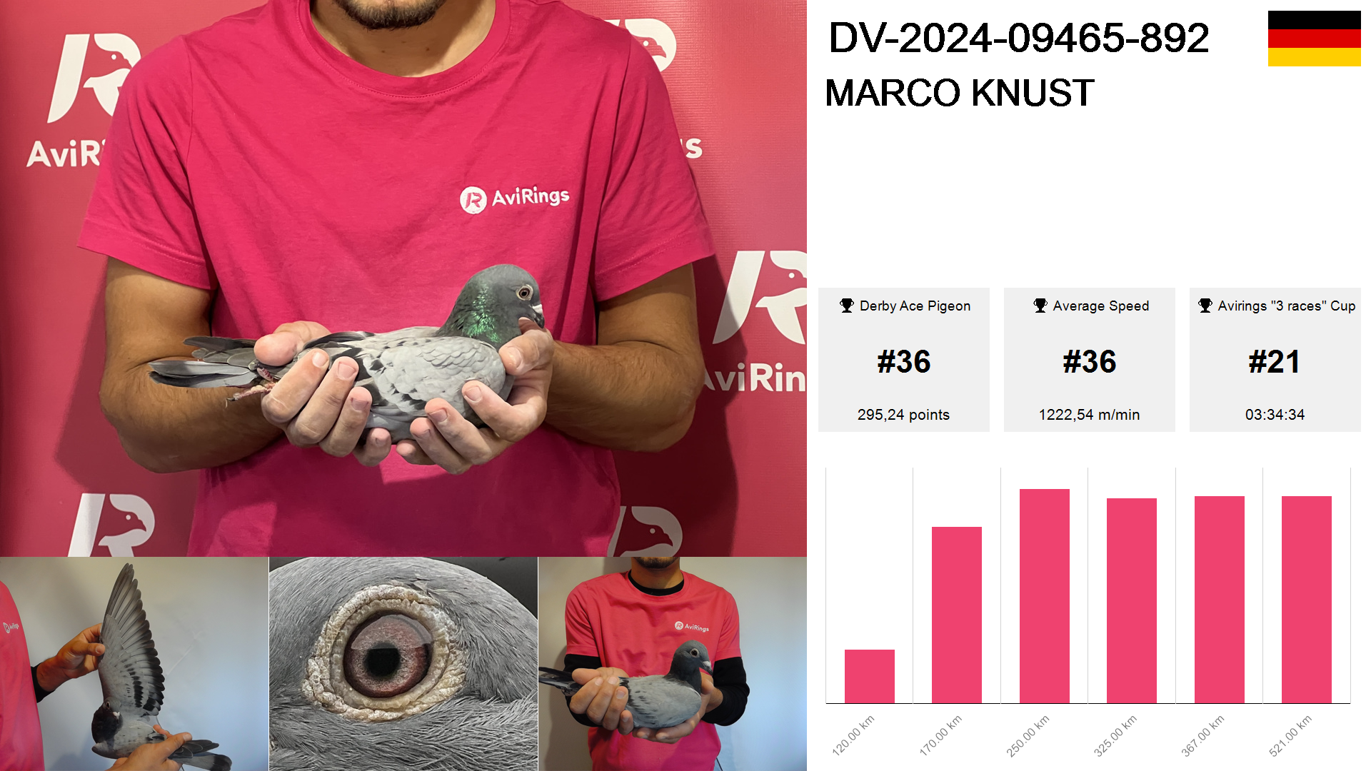 Pigeon summary image