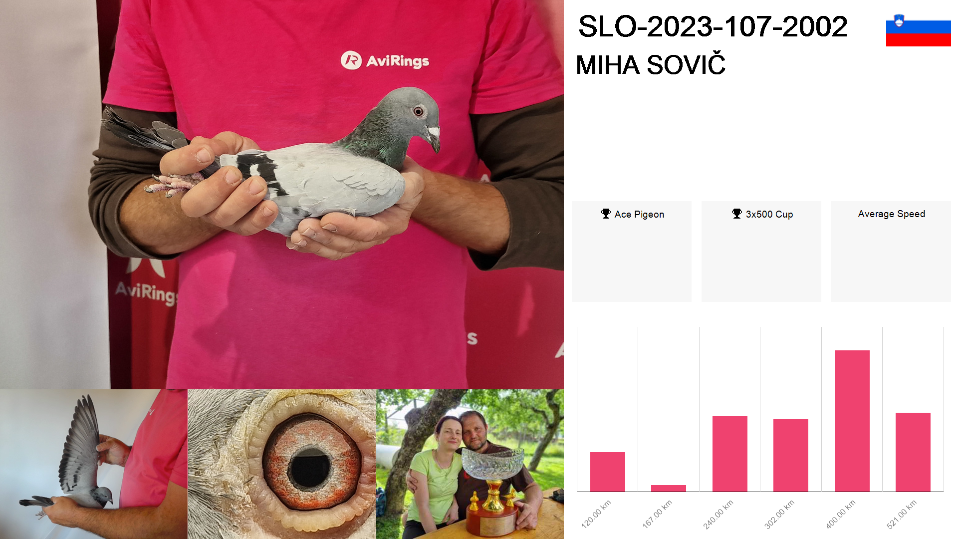 Pigeon summary image