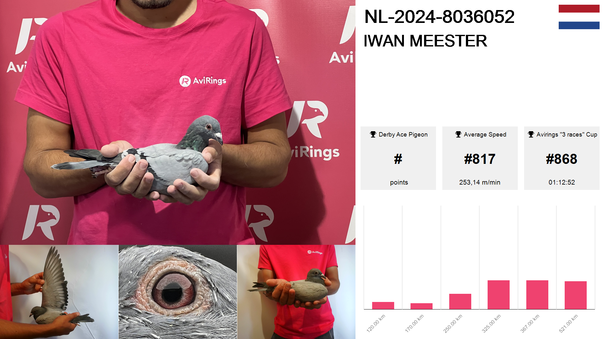 Pigeon summary image