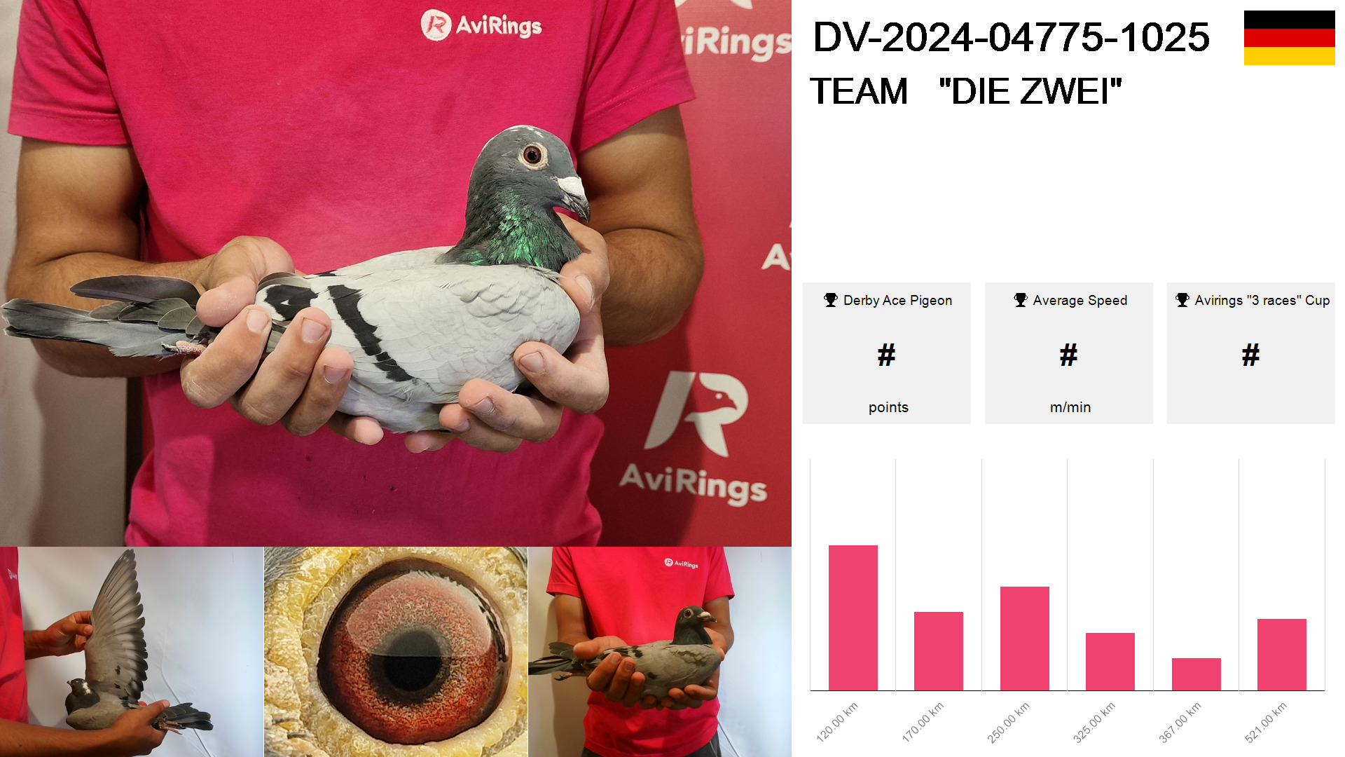 Pigeon summary image