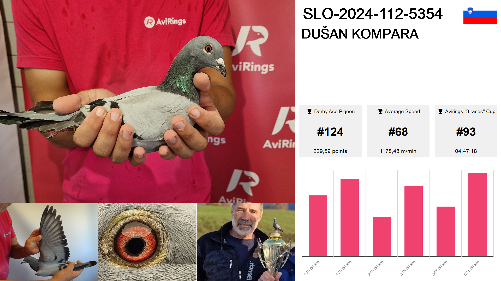 Pigeon summary image