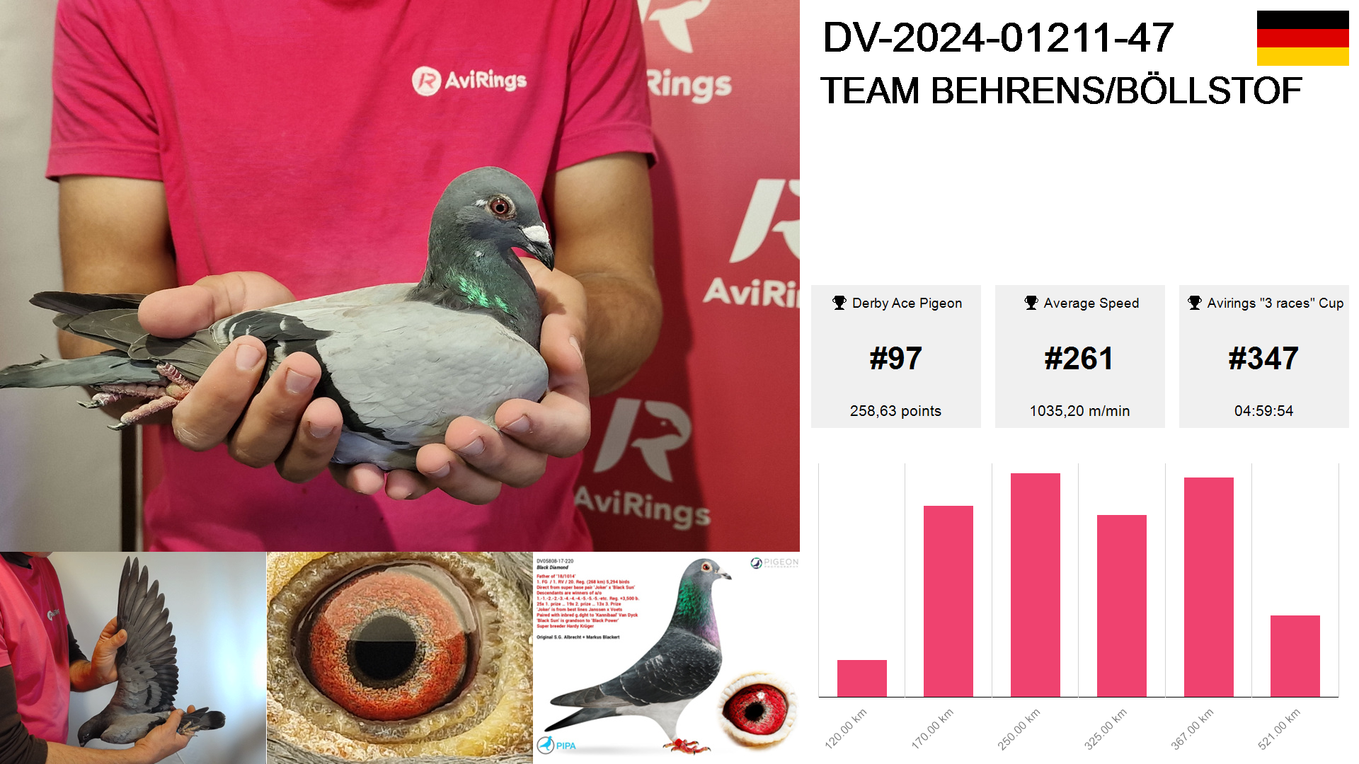 Pigeon summary image